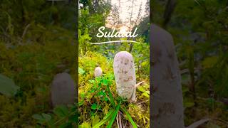 Suldtal Schopftintling Barbecue 0825