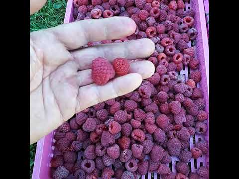 Video: Malinovo Drevo Tarusa: Sajenje In Oskrba, Opis In Značilnosti Sorte Maline, Prednosti In Slabosti