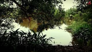 Hutan alam Tropis nature cinematic