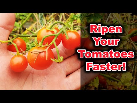 Video: How To Speed Up The Ripening Of Tomatoes