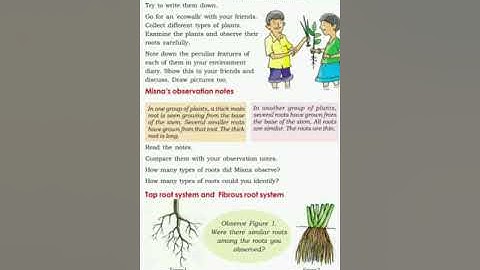 Environmental Science | STD 4 | English Medium | Chapter 2 | The leaf too has to say