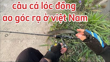 Câu Cá Lóc Lure Cá Lóc ở Việt Nam P1 Ao góc Rạ mới Cắt Lúa Đồ Câu Đại Ngáo