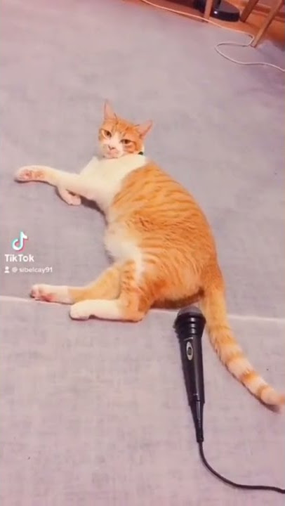 kucing kentut langsung kaget 😂😂
