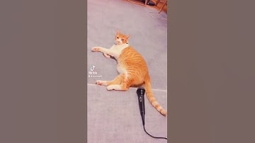 Thumbnail of kucing kentut langsung kaget 😂😂