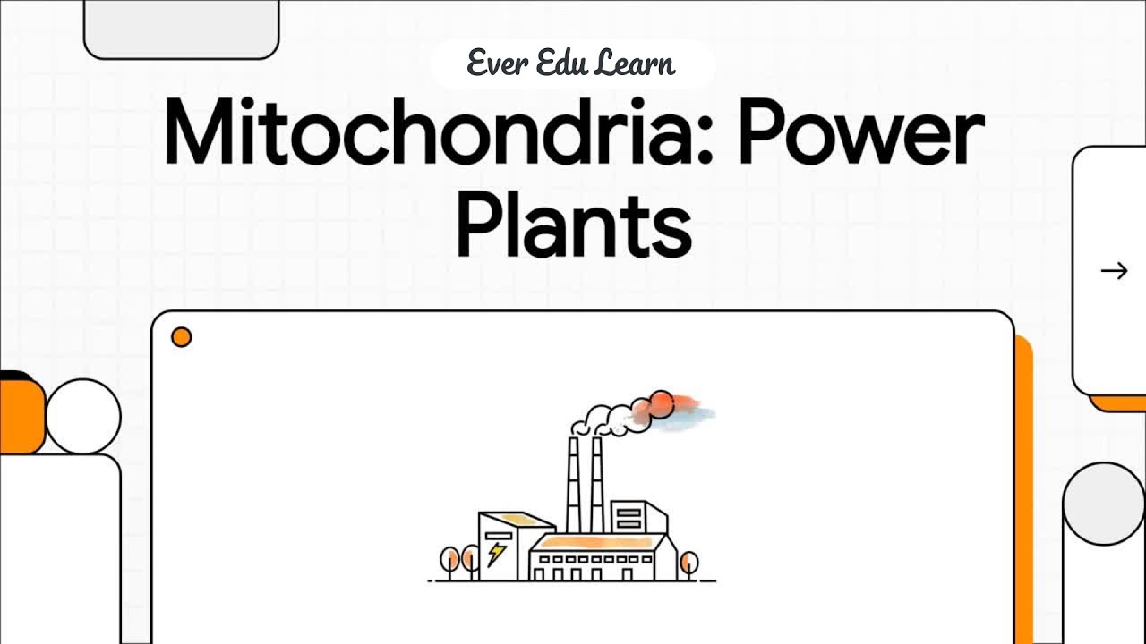 Mitochondria Structure & Basic ATP Production