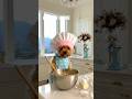 Lizzy the Yorkie | Baking Cookies