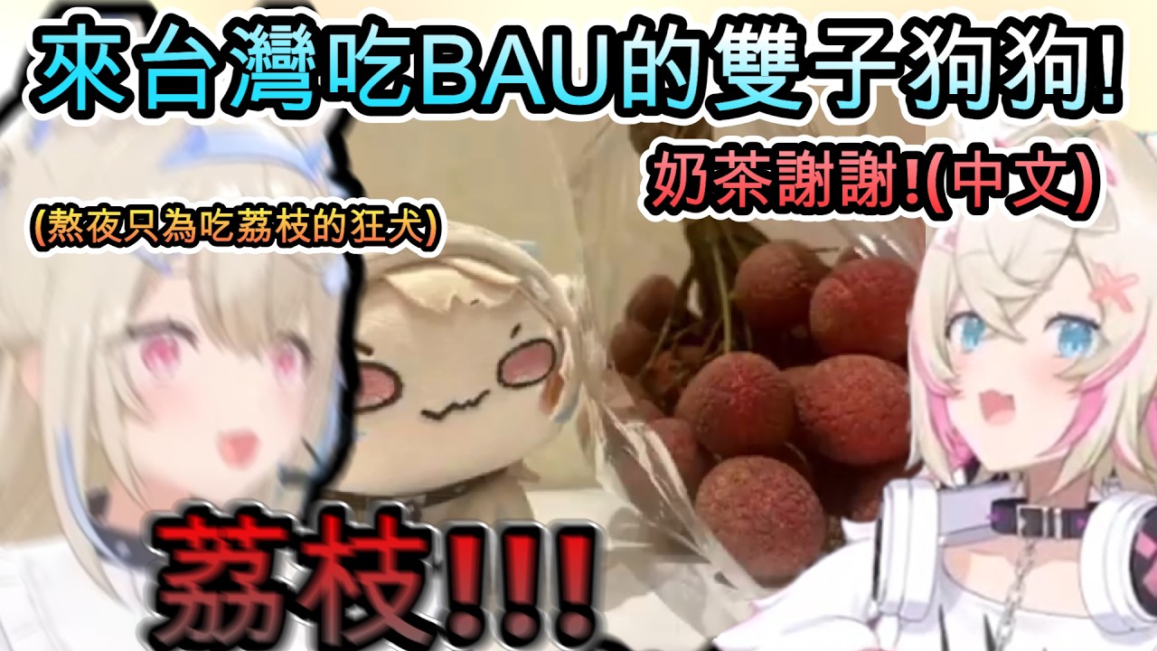 來台灣吃BAU的雙子狗狗!姊姊化身荔枝狂犬吃爆 妹妹則學到超實用中文