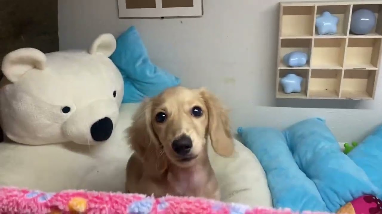 ペットショップCoo&RIKU No.742137　ミニチュアダックスフンド