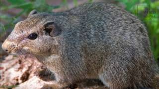Interesting facts about dassie by weird square