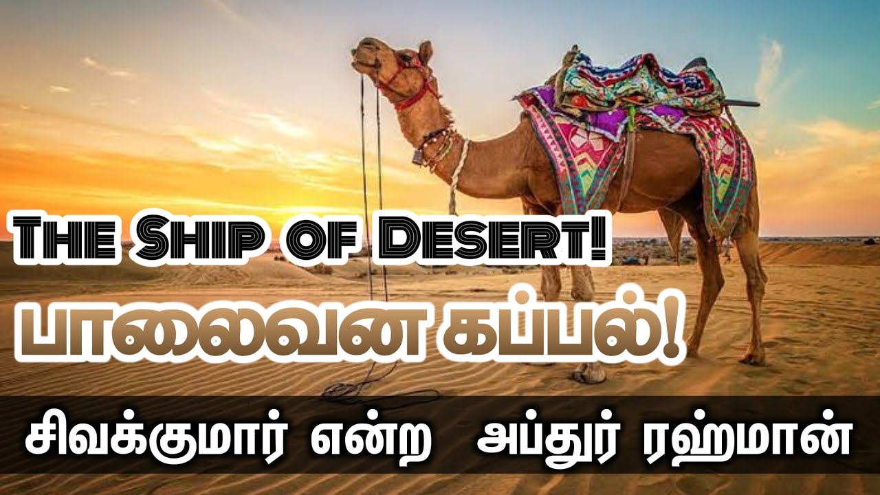பாலைவன கப்பல்!┇The Ship of Desertᴴᴰ┇சிவக்குமார் என்ற  அப்துர் ரஹ்மான்┇Way to Paradise Class