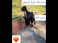 مشاءالله تبارك الرحمن ربي ايبارك اكسبلور الداخله خيل  الخيل تيك توك حصان دويتو نفيسه