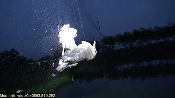 Vạc đánh lưới hiệu quả giữa tháng 9? Vạc tìm bãi ăn là dóng lưới