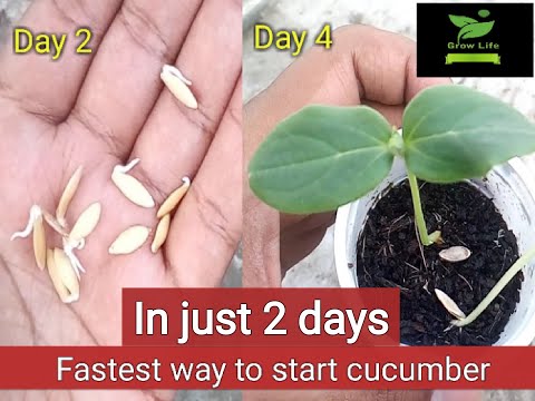 Video: How To Soak Cucumber Seeds? How Quickly To Germinate Them Before Planting And In What Should The Seeds Be Soaked For Seedlings? Soak Time For Germination