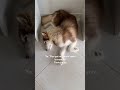No hay nadie que le gane a un husky a dormir incómodo 🤣
