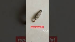 Download Lagu CARA MUDAH BASMI UNTUK KURANGKAN KAMITETEP DI RUMAH ANDA. MP3