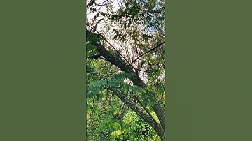 Thumbnail of Blue Jay Mating Call