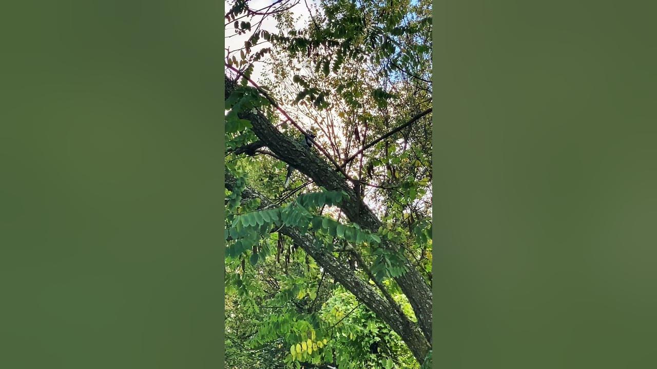 Blue Jay Mating Call