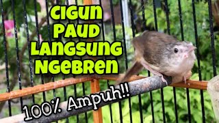 Ciblek Gunung Gacor Ngebren Untuk Masteran Anakan Cigun Agar Langsung Ngeriwik dan Nembak Ngebren