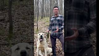 Şehir Merkezinde Koruma Köpeği Gezdirmek
