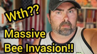 Massive Bee Invasion.. what is going on here?