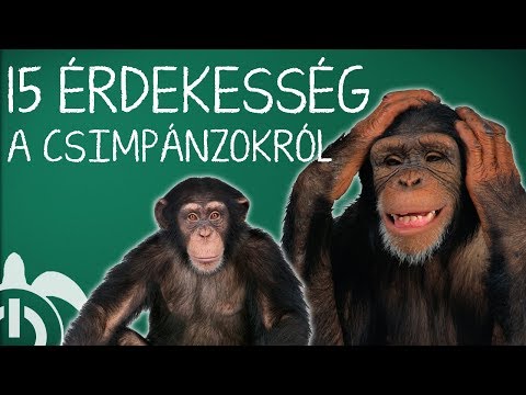 15 Érdekesség a Csimpánzokról