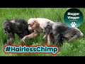 Jambo The Alpha Male Hairless Chimpanzee