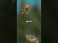 How Spiders Weave Their Webs! 2024 12 02