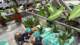 Зеленые растения в ОМЕ Минск 🌵Где купить цветок: бонсай, кактус, гибискус, и другие цветы в Беларуси