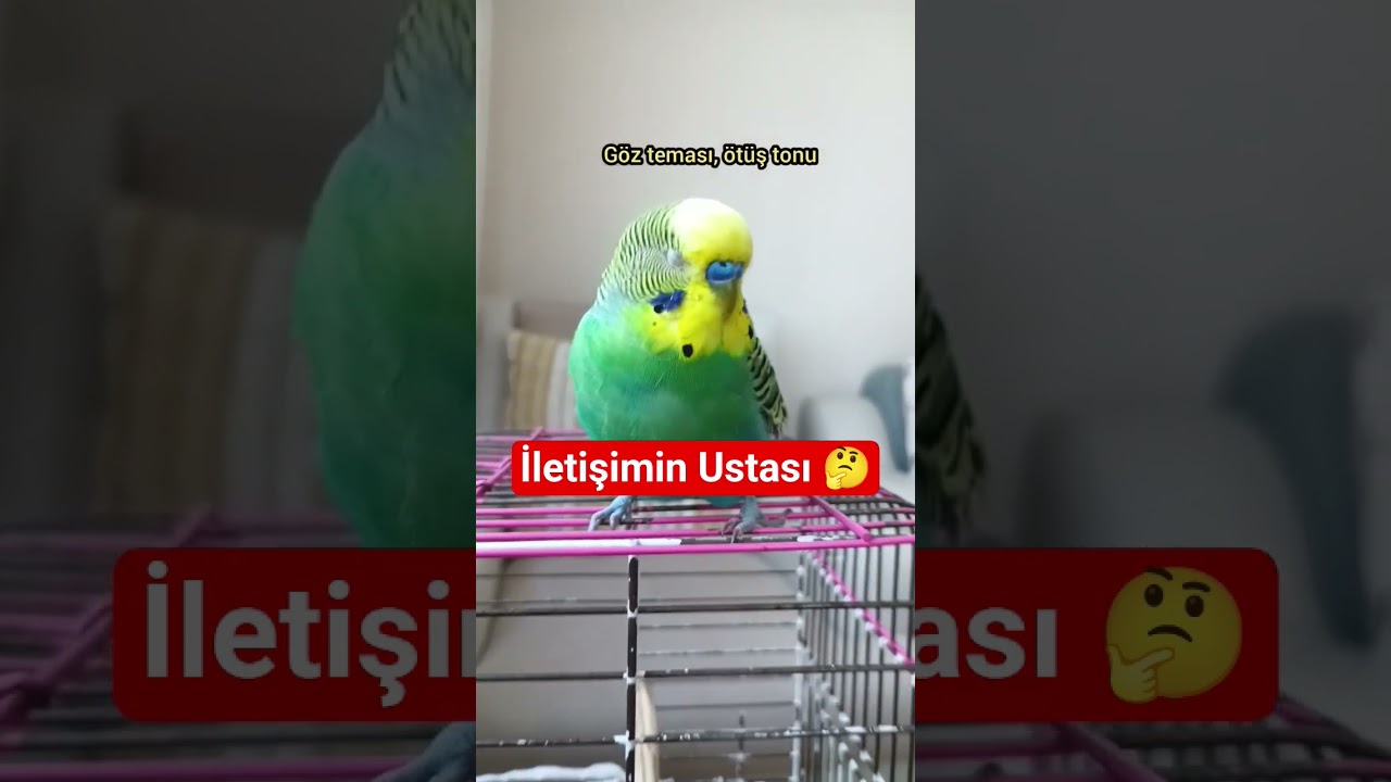 Kuşlar, Duygusal Tepkileriyle Sahibini Eğitir! 🧠🐦❤️ #muhabbetkuşu  #birds  #parrot  #birdsong