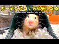掃除前のゴールデンハムスター【キンクマ行動観察】