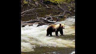 Surviving the Wild: Kamchatka Brown Bears' Fight for Survival #elephant #ecologicalbalance #animal