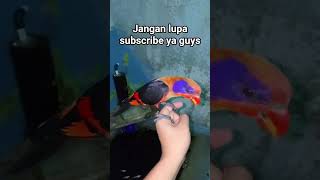 blackwing🔥 #burungjinak #jabrikbridshop #pasarburungpramuka
