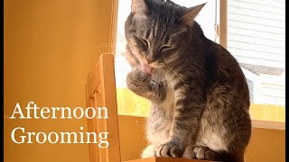 午後に毛並みをそろえる猫  Cat Grooms In The Afternoon by さくらちゃんメモリー Sakura Chan Memory 139 views 7 months ago 1 minute, 13 seconds