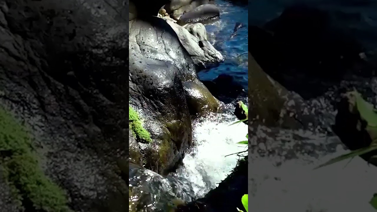 “Descubre Rocío del Sol: Tesoro Natural con Especies Endémicas de Cuba 🦜🌺”