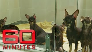 The pros and cons of pet cloning. Would you do it? | 60 Minutes Australia