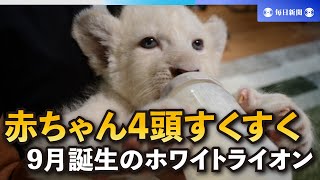 ホワイトライオンの赤ちゃん4頭、すくすく成長　千葉・成田