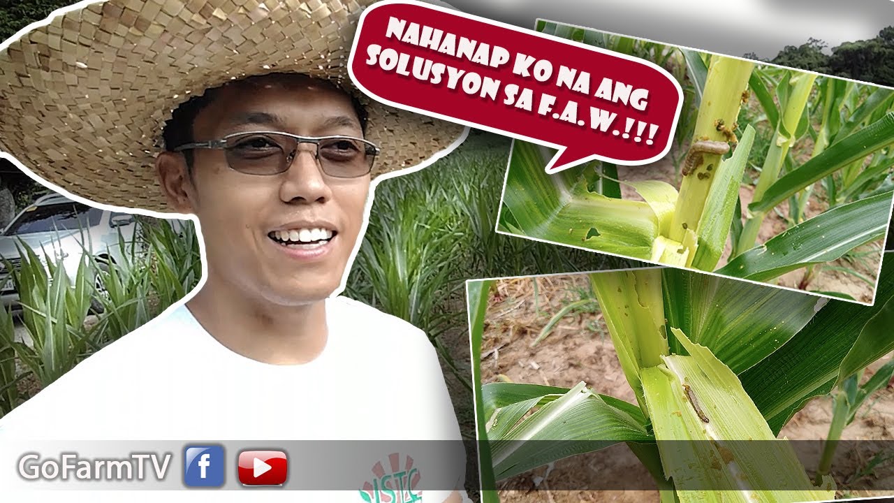 Ang Solusyon sa FAW !!! / GOFARM TV