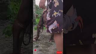 Pitbull Monster Zilla