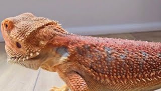 my bearded dragon Coco #shortvideo #reptiles #dragon