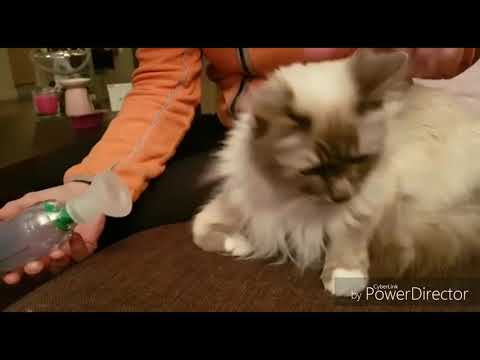 Video: Kočky s astmatem: AeroKat Feline Aerosol Chamber