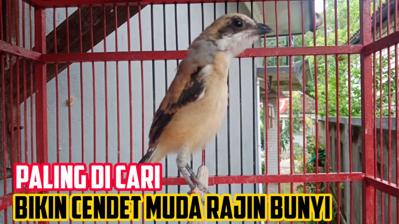 pancingan cendet bahan muda PALING DI CARI BIKIN CENDET BAKALAN MANAPUN AGAR IKUT BUNYI DG SUARA INI