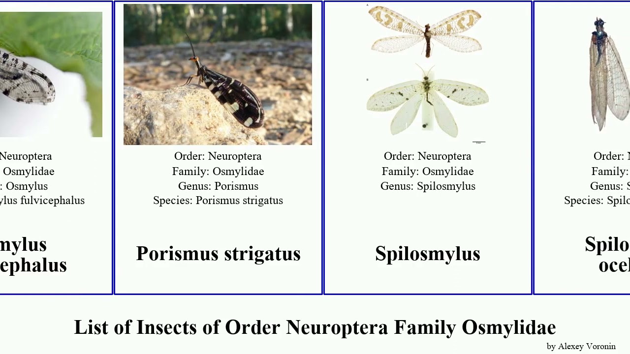List of Insects of Order Neuroptera Family Osmylidae ocellatus longicornis Kempynus Thyridosmylus