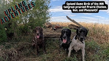 Upland birds of the MN Tallgrass Prairies! #pheasant