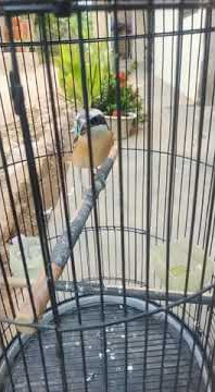 pentet monyet gacorrr lurr