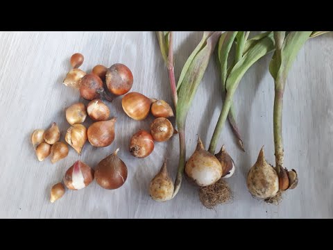 Evde lale soğanı nasıl saklanır? - How to store tulip bulbs?