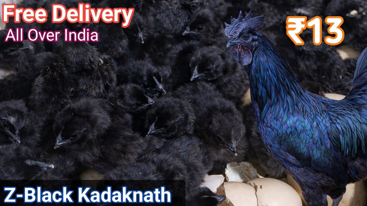ORIGINAL Z-Black Kadaknath Chicks! BIGGEST Supplier| Wholesale Rate||WhatsApp_+91-89213 76740