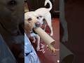 The dog's distinctive bark 🐶#dog #animals #love #cute #pets