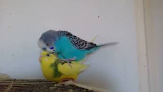 Budgies Mating (3 Males 1 Female)