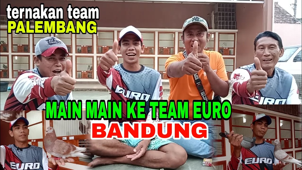 main main ke team euro yang berada di kota Bandung ternyata ternakan nya dari Palembang 19 mei 2023