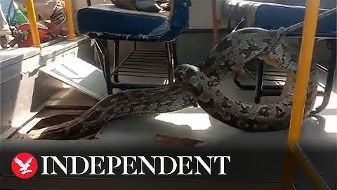 11-foot python pulled from school bus in India